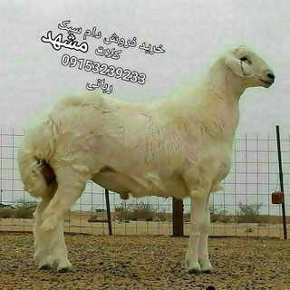 بازار دام مشهد حومه ربانی (@bazardamekalat)