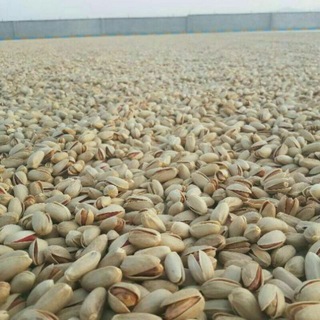 پسته رفسنجان (@rafsanjanpistachioo)