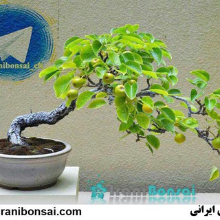 🌳 کانال تلگرامی بونسای ایرانی 🌷 (@iranibonsai_ch)