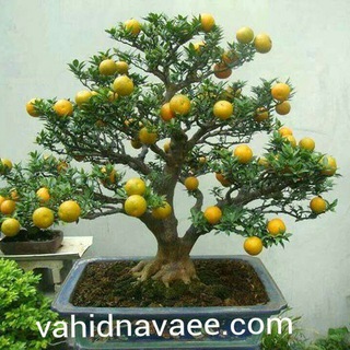 حیات دوباره اصفهان (@bozorg_omid)