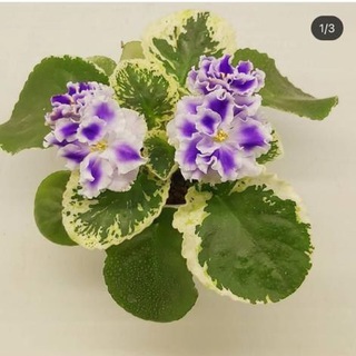 گلخونه مهدیه (@violet_mahdieh)