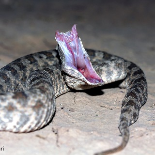 آکادمی خزندگان و حیات وحش زیمار (@iranianreptiles)