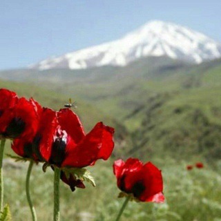 دریا کویر (@pollsdaryakavir)