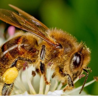 🐝فراورده های زنبور🐝 (@zanbordaranpishroproduct)