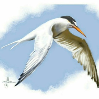 Birds_of_bushehr (@birds_of_bushehr)