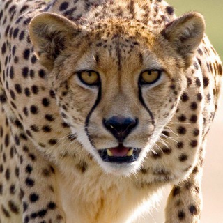 Iran wildlife (@iranwildlife)