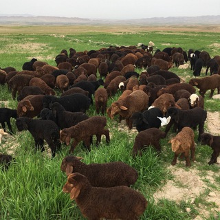 🐄🐑🐏بازاردام درگز-لاین-کلات🐄🐂🐃🐏 (@bazardamdaregaz2020)