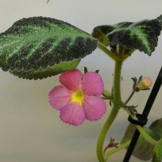 Maryam african violet (@mav1395)