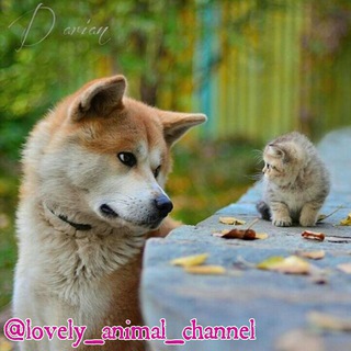 ❤Lovely animals❤ (@lovely_animal_channel)