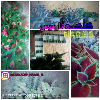 گلکده نارسیس (@golkadeh_narsis_18)