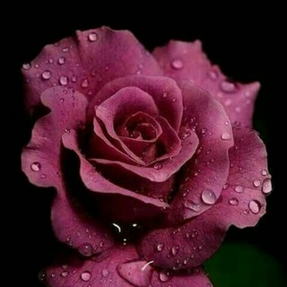 (🌹دلنوشته من وتو🌹) (@delneveshtemaneto)