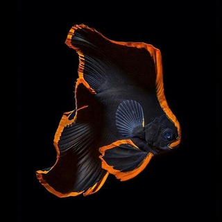 @fish_hospital (@fish_hospital)