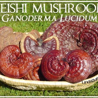 گانودرما (@ganoderma_ach_health)