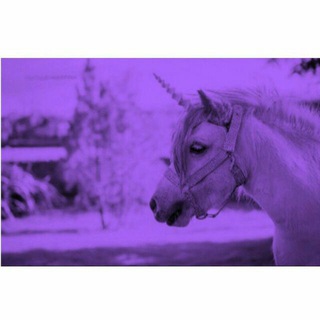 ⸙UⓃⒾⓀⓄRⓃ᭄ (@ghalbe_shekasteh2)