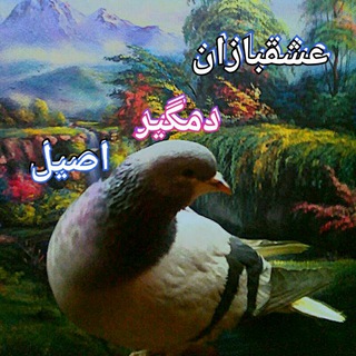 عشقبازان دمگیر اصیل (@kabotar2983)