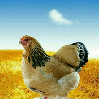 پرورش مرغ _بلدرچین_بوقلمون_شترمرغ (@toyyyour)