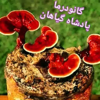 پادشاه گیاهان دارویی (@wat_ganoderma2000)