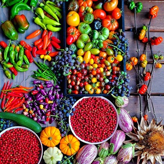 🍁فروش انواع بذرهای وارداتی🍁 (@seedcity)