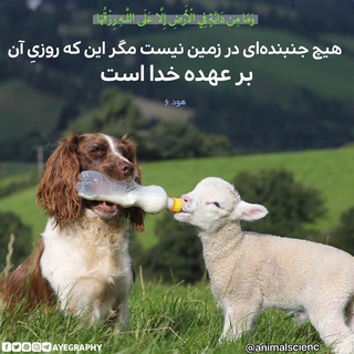 علوم دامی (@animalscienc)