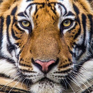 National Geographic (@thenationalgeographic)