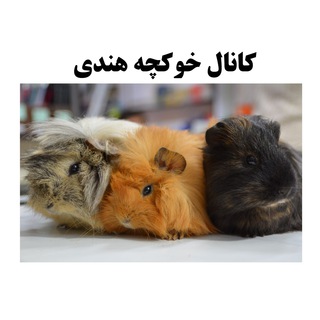 💝 🐹 خوکچه هندی 🐹 💝 (@am_piggy)