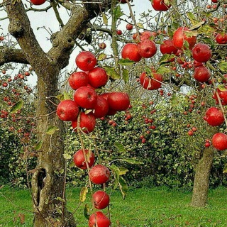 علاقه مندی های من (@joinchat/aaaaaea2-7rprdryqx8psq)