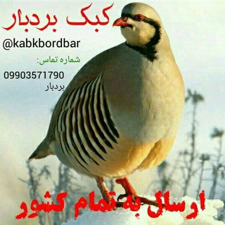 "کبک بردبار" (@kabkbordbar)