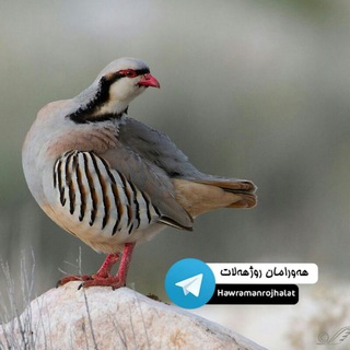 هەورامان ڕۆژهەڵات (@hawramanrojhalat)