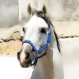 Asil of khuzestan (@asilofkhuzestan)