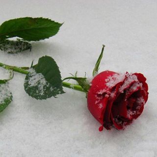 ❄ یه برف زمستونی❄ (@ye_barge_paeezi)