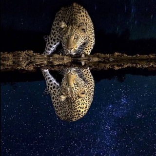 مستند حیات وحش (@hayatvahshi)