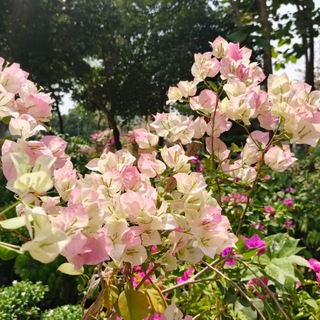 Hana's area୨ৎ (@livewithpoem)