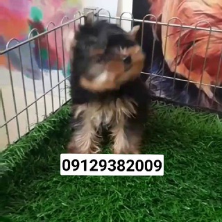 Iran_pet_shop (@iran_pet_shop)