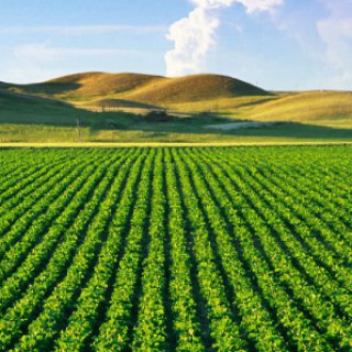 گلستان کشاورزی (@agriculturalparadise)