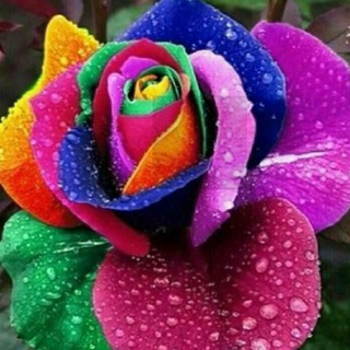 گلکده بهار (@golkadeyebahar)
