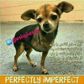 عشق سگ 🐕🐶(امداد و واگذاری فرشتگان بی زبان) (@eshghesag)