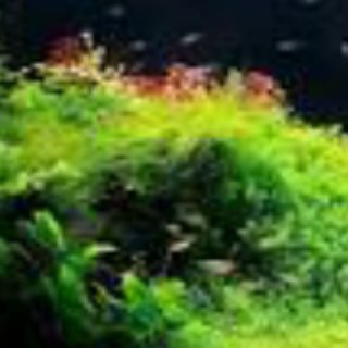 Plantaquariumkerman (@plantaquariumkerman)