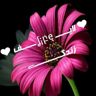 ↻⇦لایـــــ ʆ¡բę ـــــف⇨↻ (@liiffeisbeautiful)