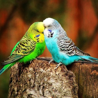 عاشقانه های من ... (@asheghane)