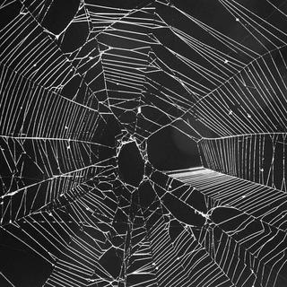 Black & White (@blackandwhitephotos)