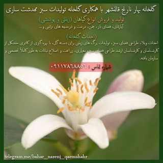 گلخانه بهار نارنج (@bahar_narenj_qaemshahr)