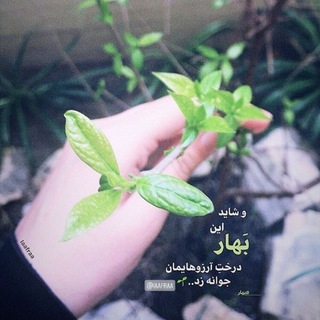 پیچَک🌱 (@pichak9)