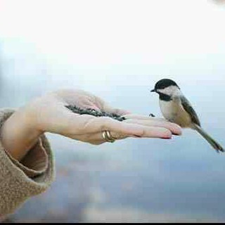 اینجا همه چی در همه (@inja_hamechi_dar_hame)