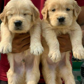 bulldogs for sale in America (@germandogs)
