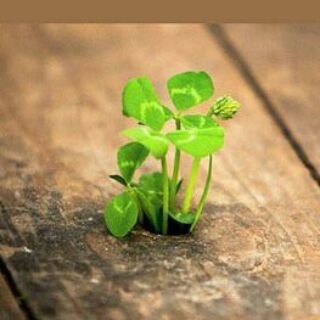 روانشناسی برای زندگی (@psychology_for_living)