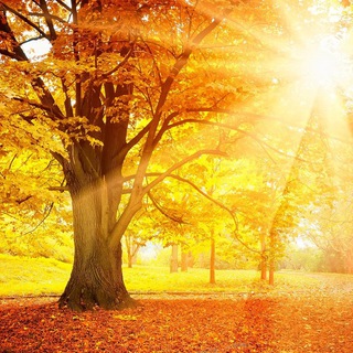 شعر پاییزی (@sherepaizi)