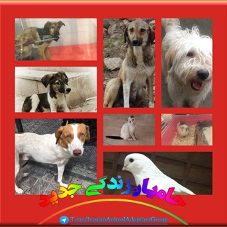 واگذاری رایگان و آموزشِ رفتار اصولی با حیوانات- حامیان زندگی جدید (@iraniananimaladoptiongroup)