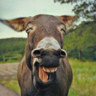 😜خـــــر 2 خـــــر🐴 (@khar_too_kharrrr)