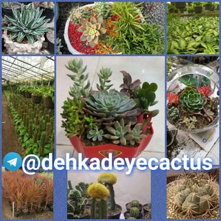 دهکده کاکتوس (کرج) (@dehkadeyecactus)