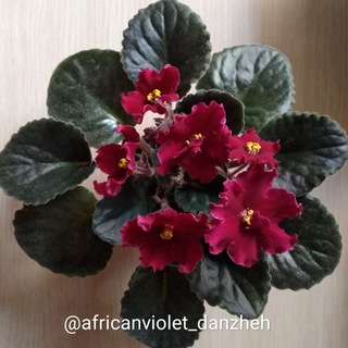 danzheh.flowers (@africanviolet_danzheh)